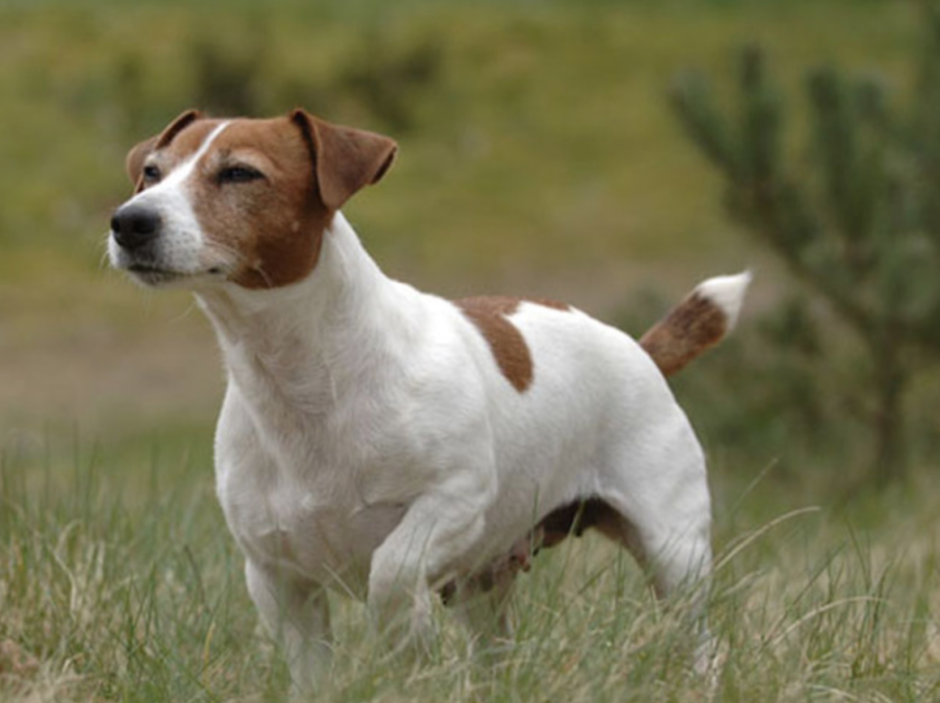 Джексон Рассел терьер