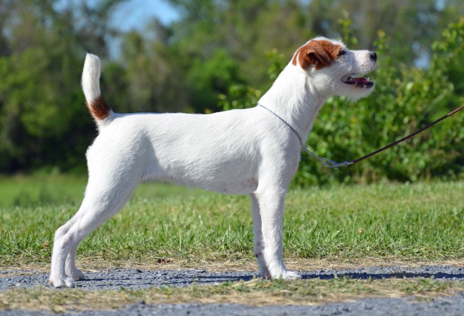 Парсон Рассел лапы
