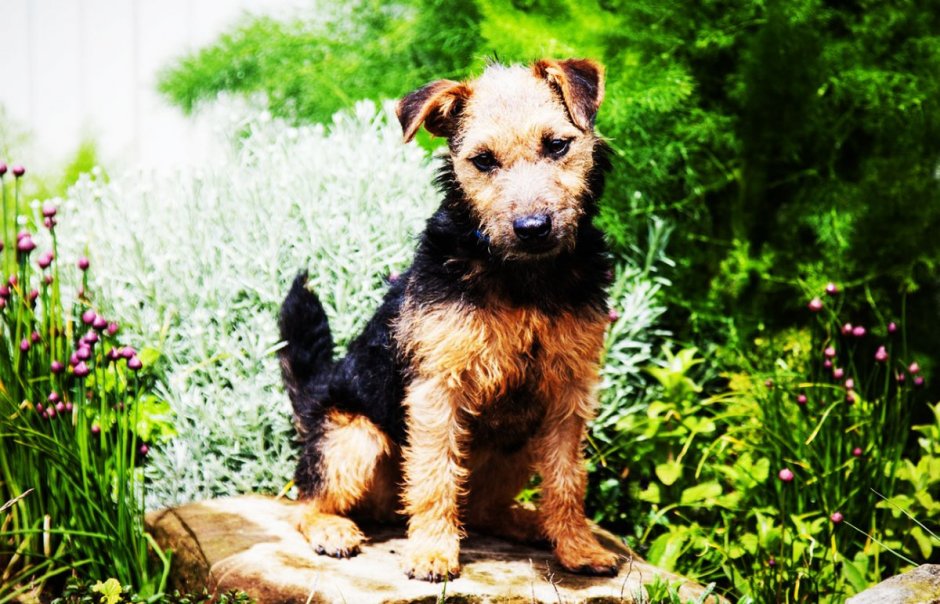 Рекс терьер