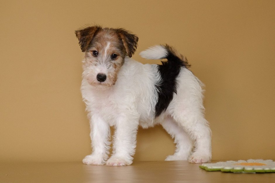 Фокстерьер жесткошерстный щенок