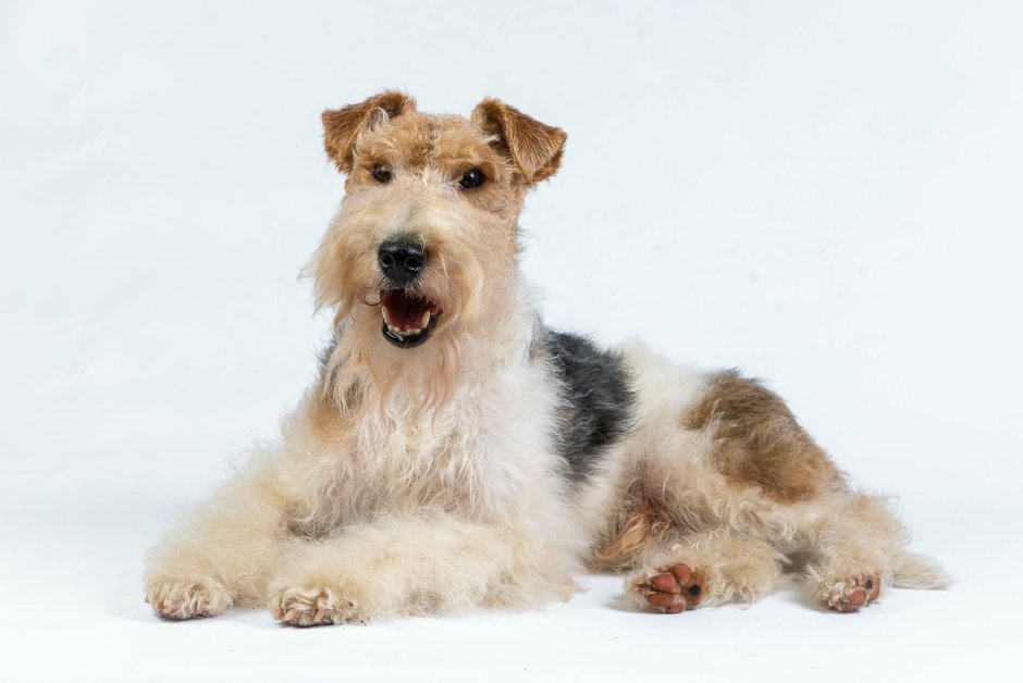 Стоун терьер