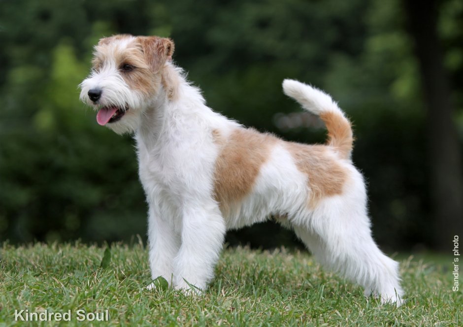 Великобританский терьер