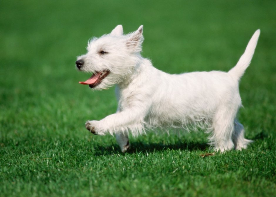 Мягкошерстный Фокстерьер