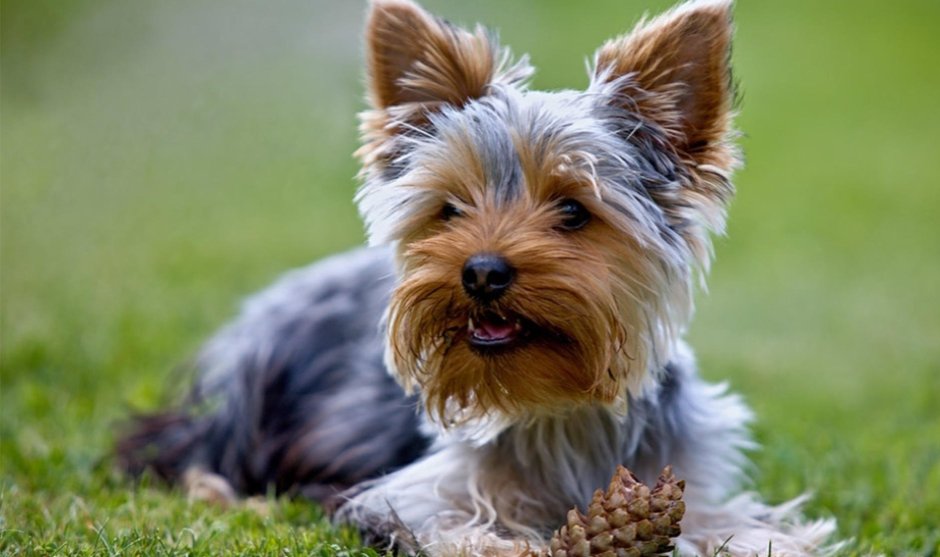 Терьер Эрдельтерьер