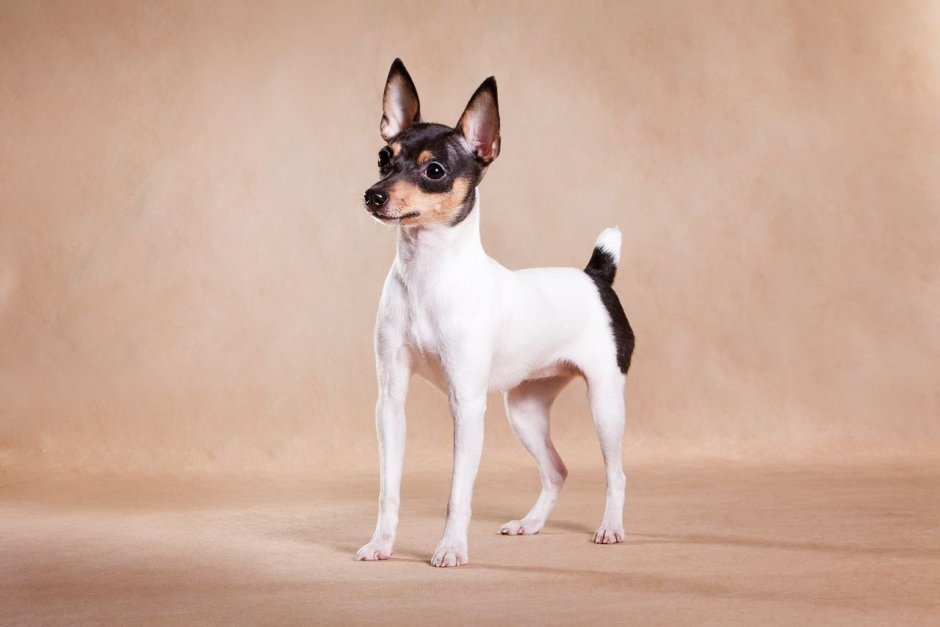 Джек-Рассел-терьер бородатый