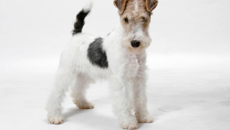 Эрдельтерьер гладкошерстный