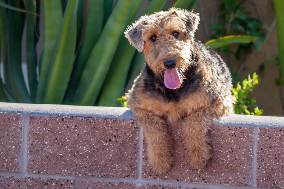 Эрдельтерьер собака