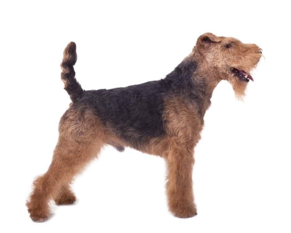 Стаффордширский терьер тигровый