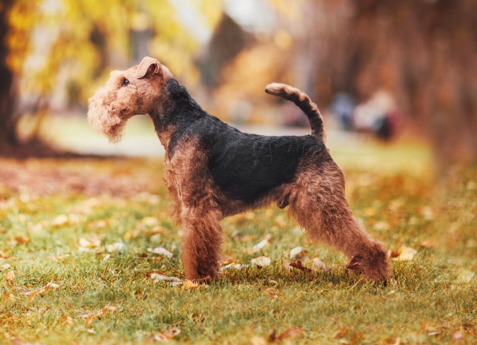Терьер Вельштерьер