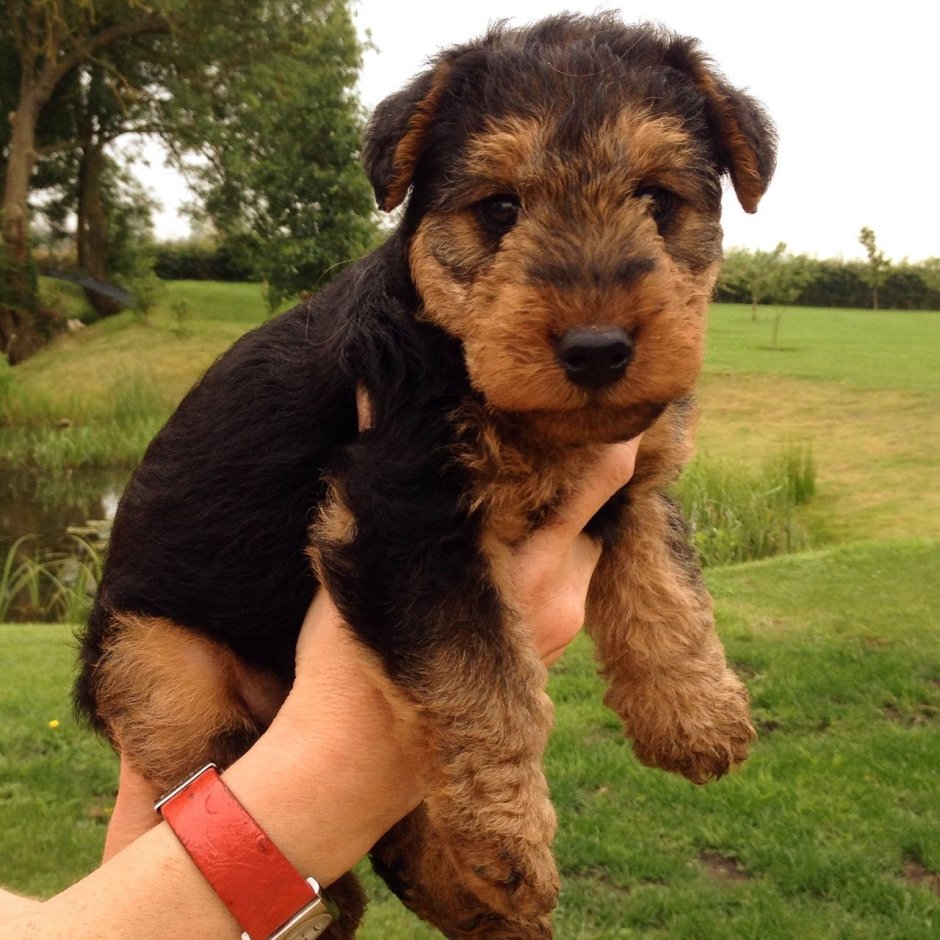 Черный щенок дворняжки