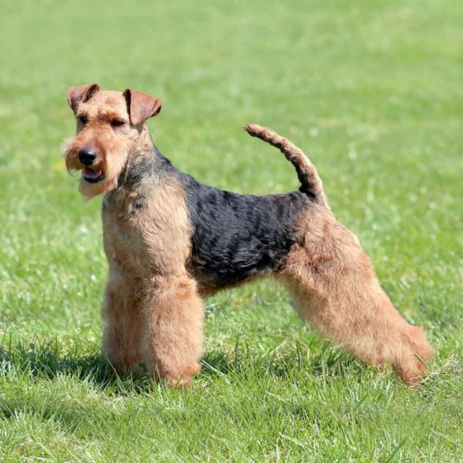 Шотландский терьер