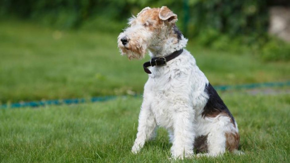 Керн терьер шотландский