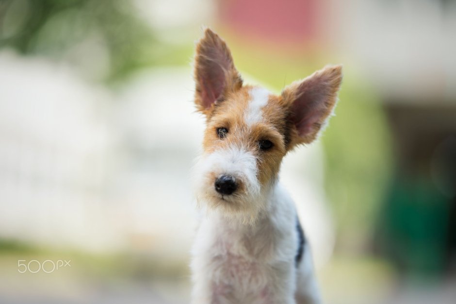 Вейстхалендвест терьер