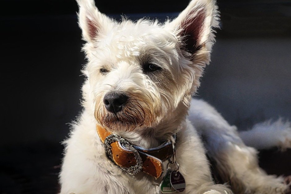 Вельш Эрдельтерьер