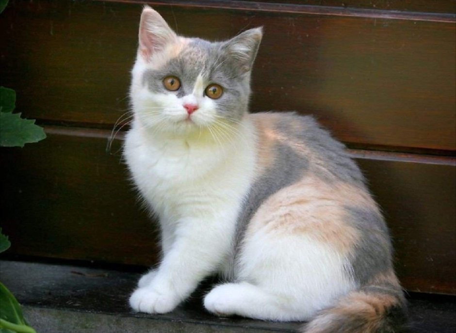 Британская короткошёрстная кошка Калико