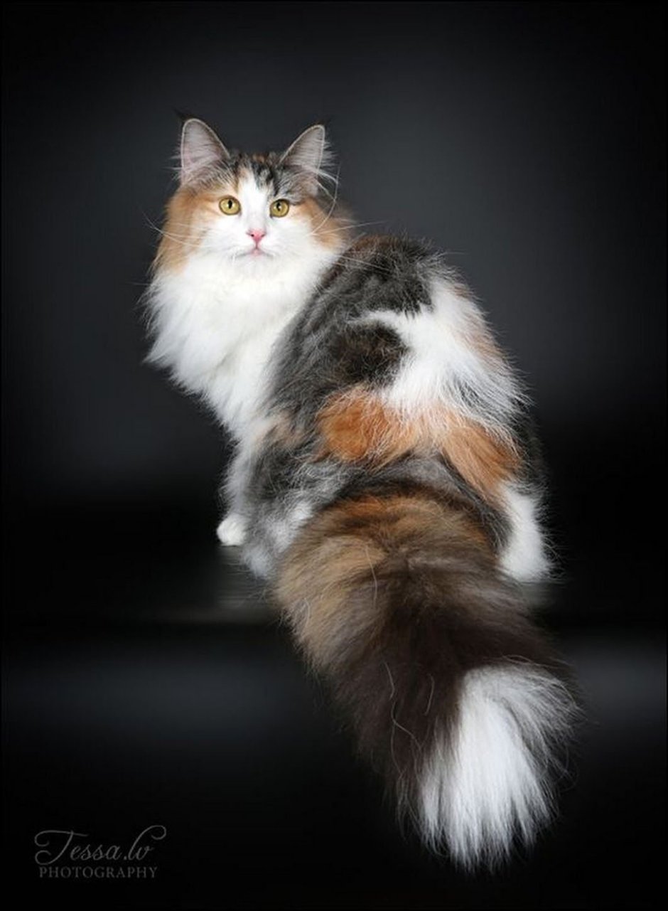 Норвежская Лесная кошка трехцветная