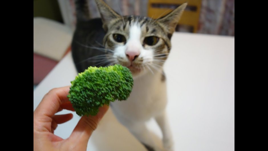 Котики на рабочий стол мультяшные