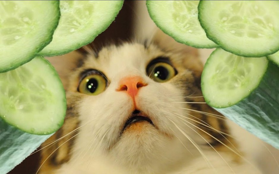 Кошка ест огурец