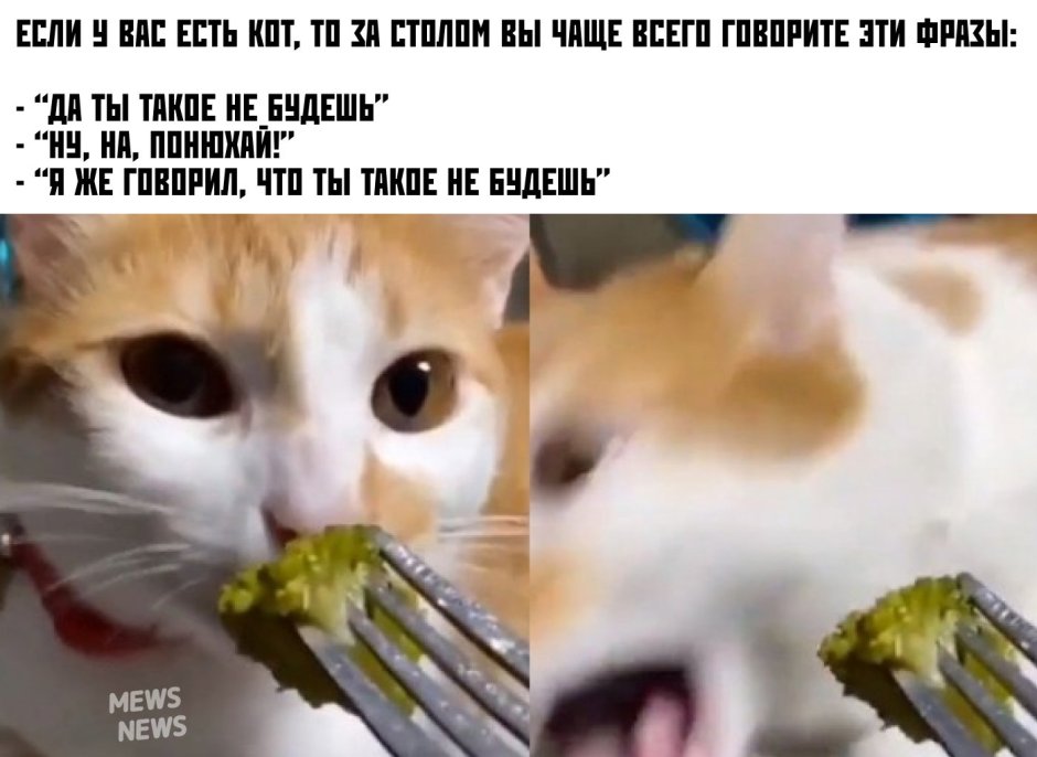 Кошка и брокколи