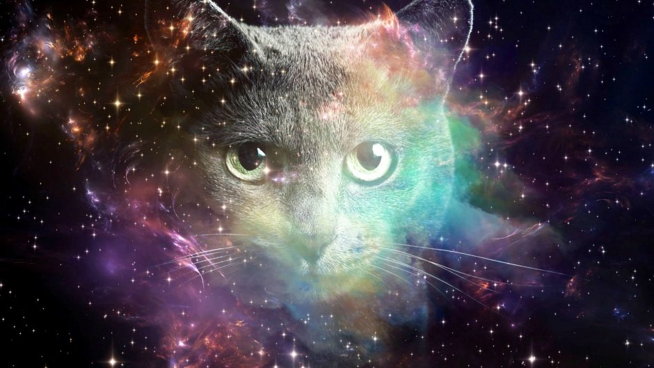 Коты Минимализм