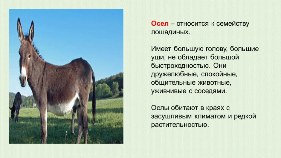 Ослик и лошадка для малыша