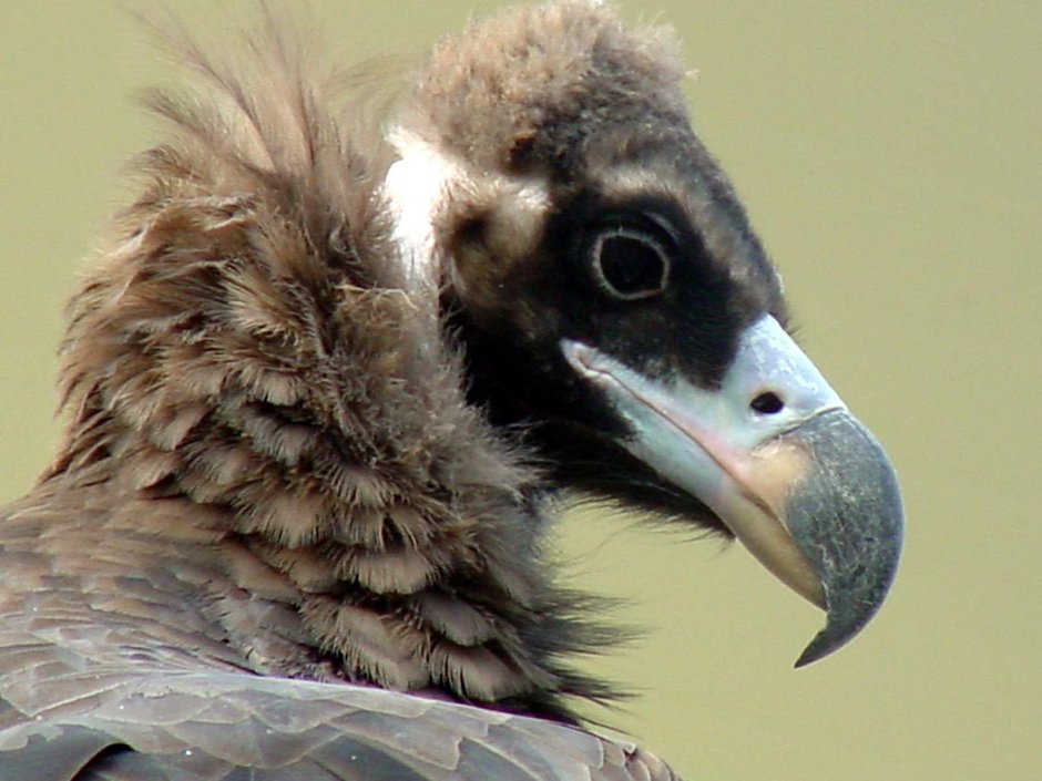 Cinereous Vulture