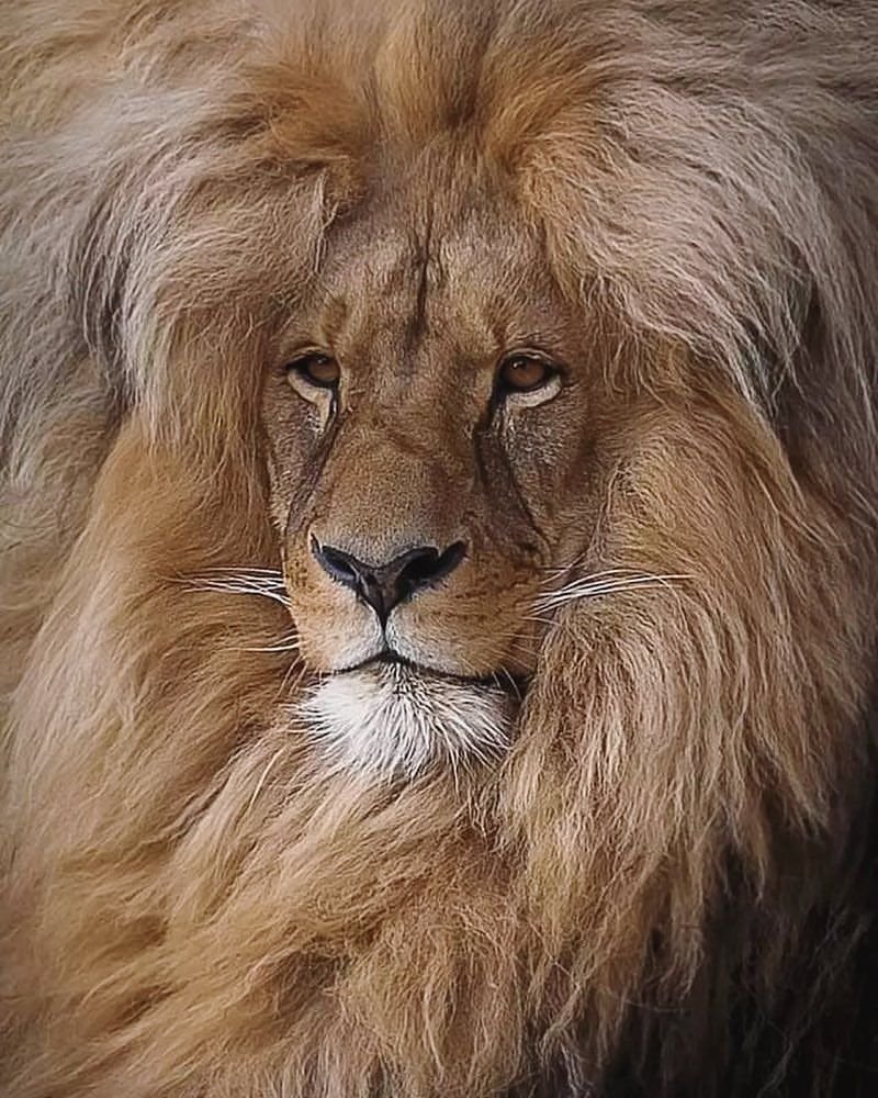 Львица с гривой