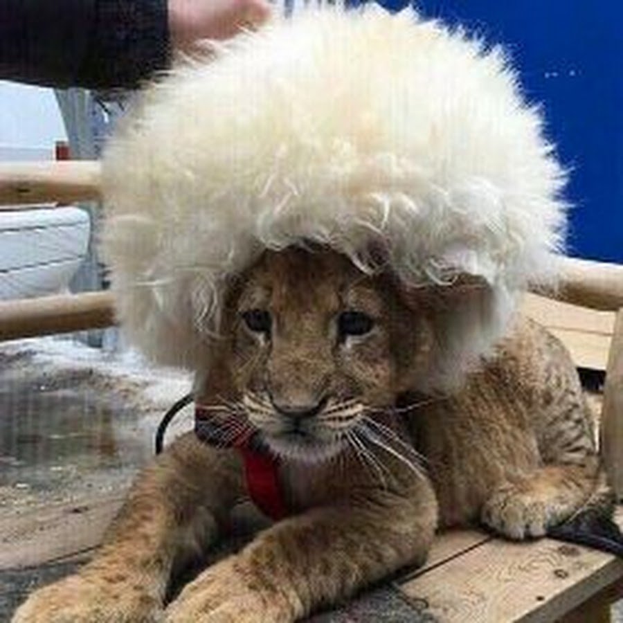 Али ибн Абу Талиб Лев Аллаха