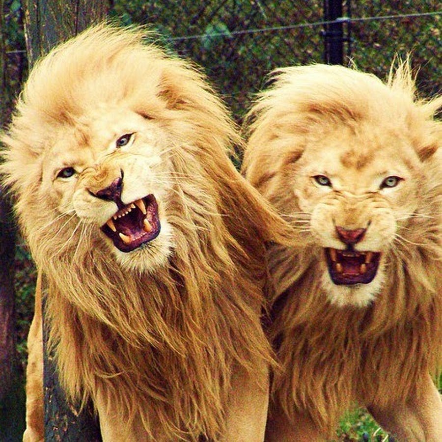 Уверенность в себе цитаты