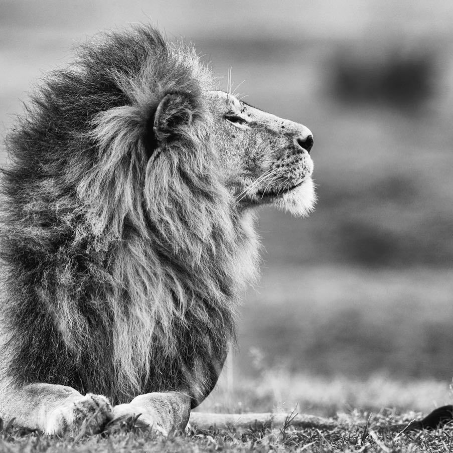 Panthera Leo krugeri