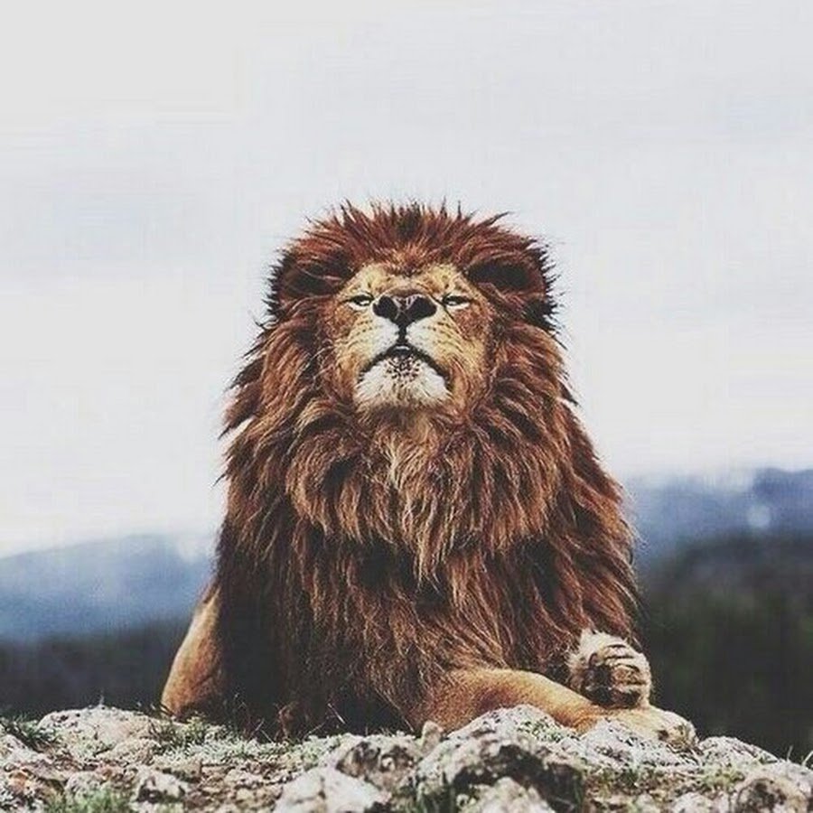 Флаг со львом