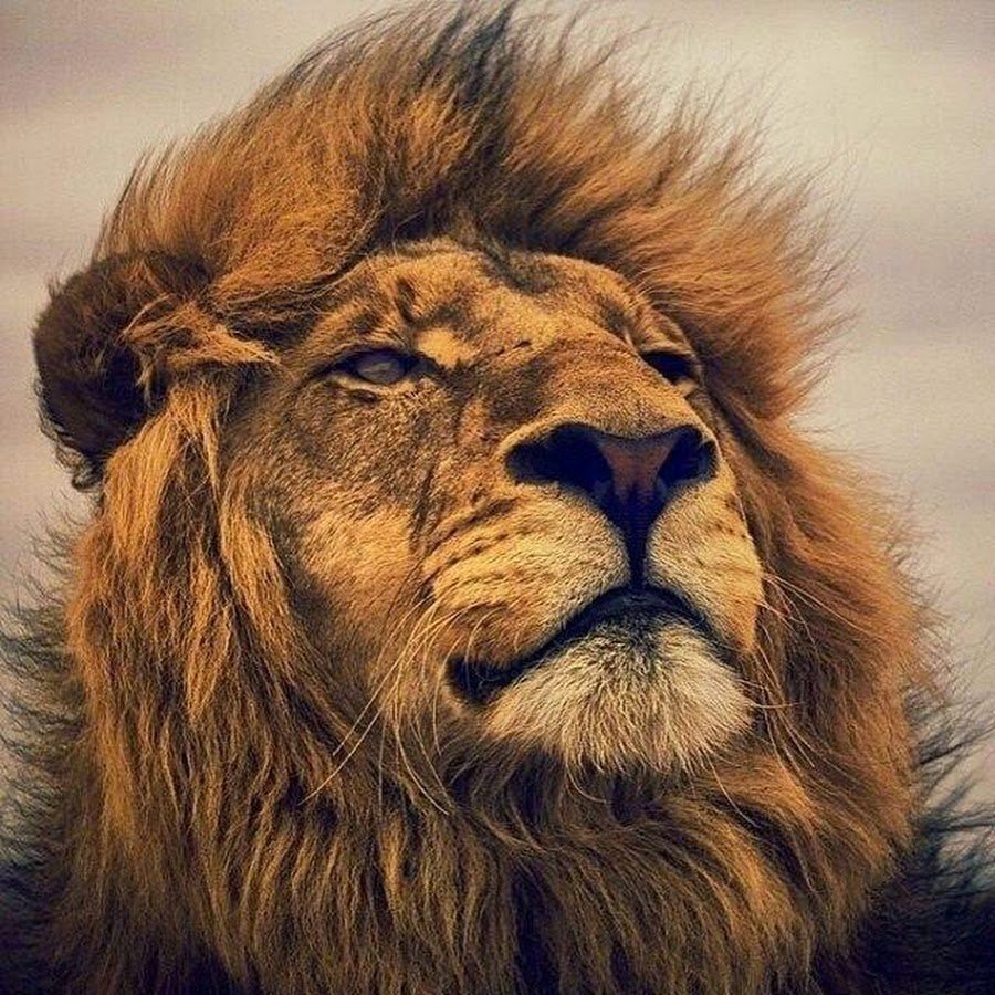 Тайган сафари парк Олег Зубков