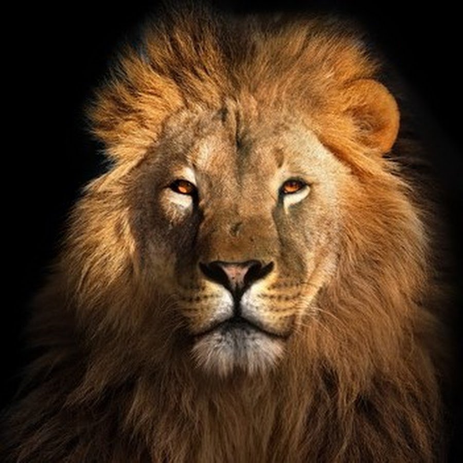 Panthera Leo persica