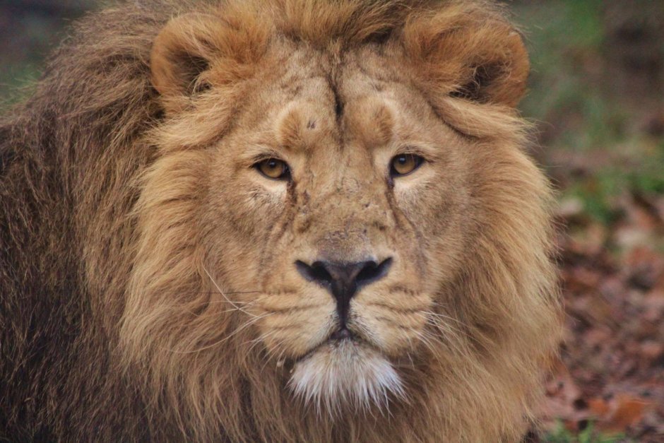 Азиатский Лев