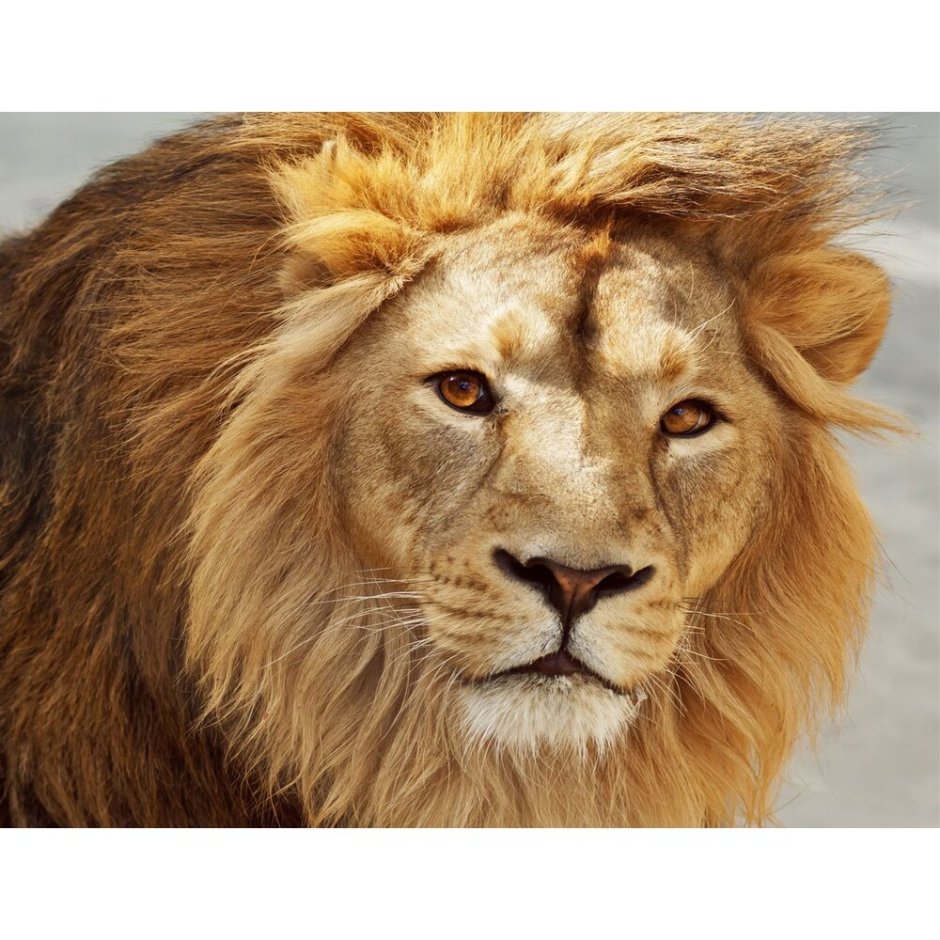 Азиатский Лев