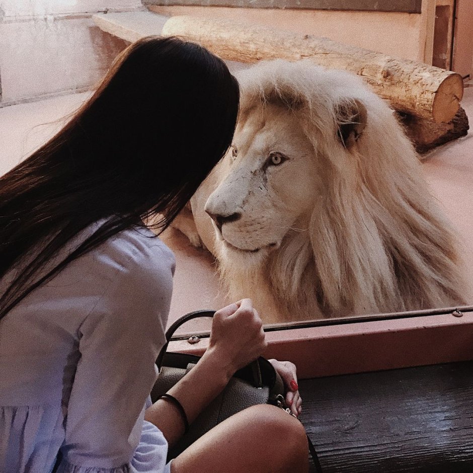 Лев в Индии