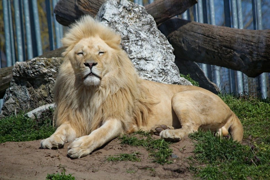 Panthera Leo persica