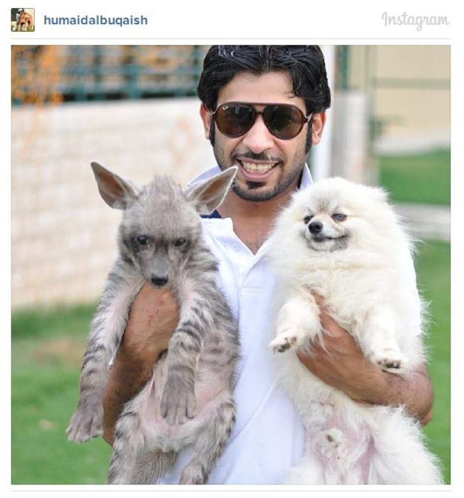 Лежащий Лев картина