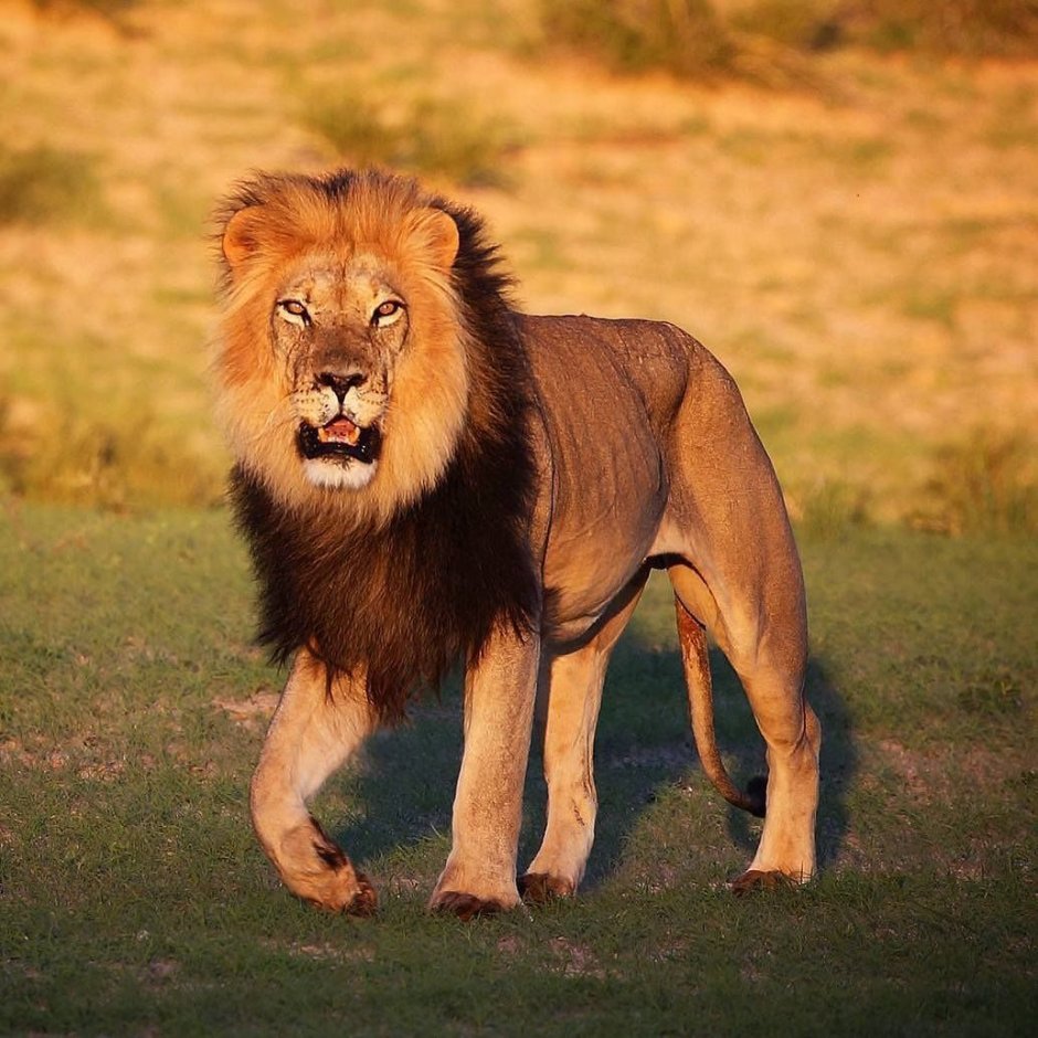 Лев в Африке