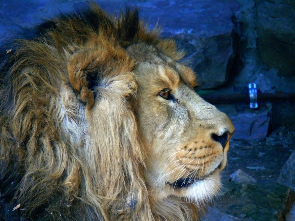 Ламассу Ассирия