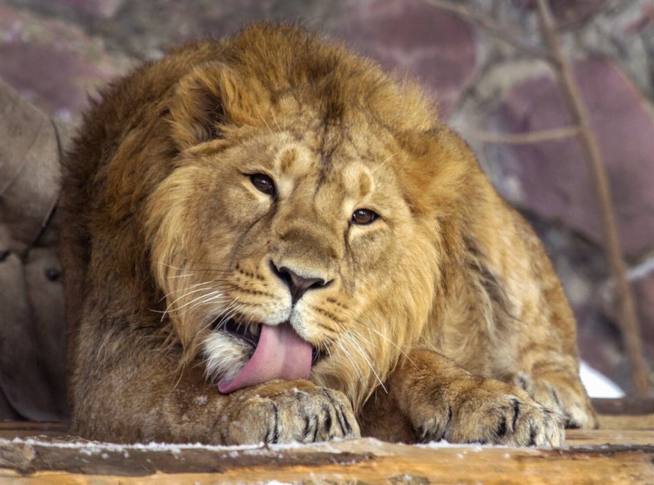 Лев с голубыми глазами