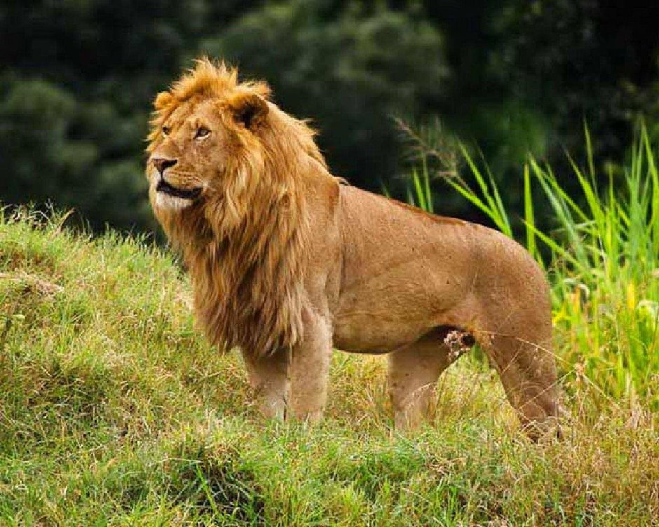 Аравийский Лев