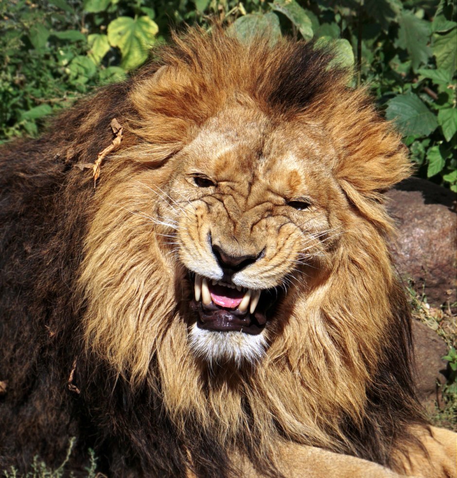 Ты Лев по персидски