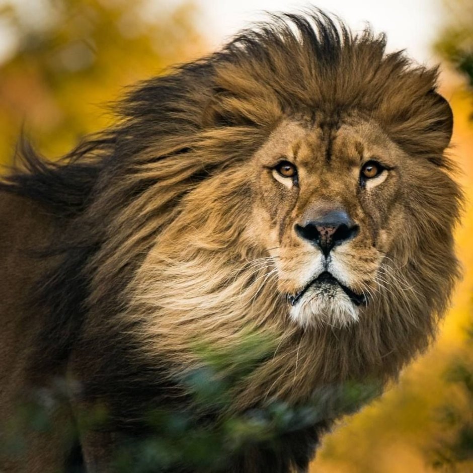 Девушка со львом реальные фото