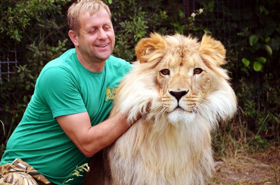 Чучело Льва