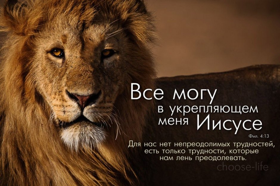 G_R_A_N_D Lion Инстаграм