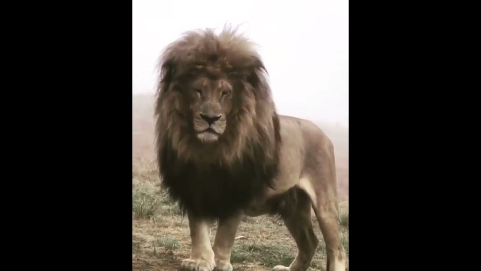 Хроники Нарнии Лев