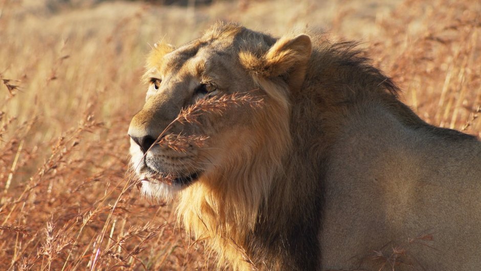 Лев в прыжке