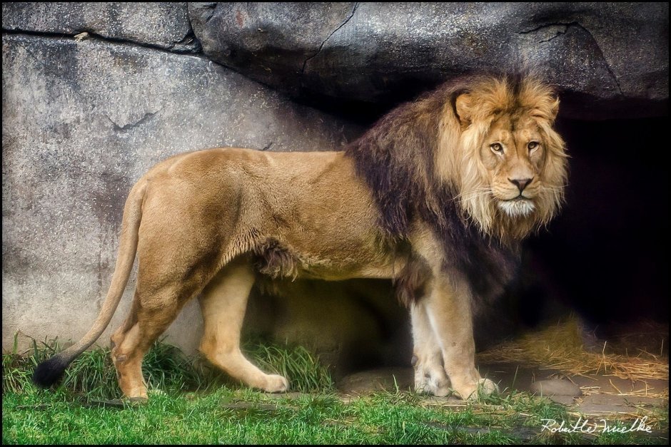 Чучело Льва короля Швеции