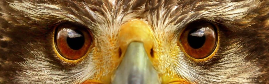 Eagle 4k